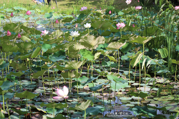 亞洲大學(ASIA UNIVERSITY):亞洲大學✪荷花池~早起的人兒拍花兒去~103.05.14&05.17