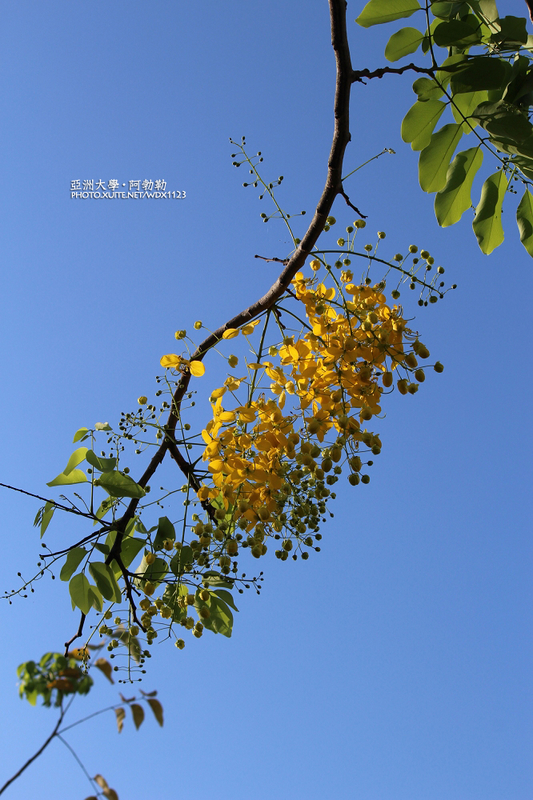 亞洲大學(ASIA UNIVERSITY):亞洲大學✪荷花池~早起的人兒拍花兒去~103.05.14&05.17