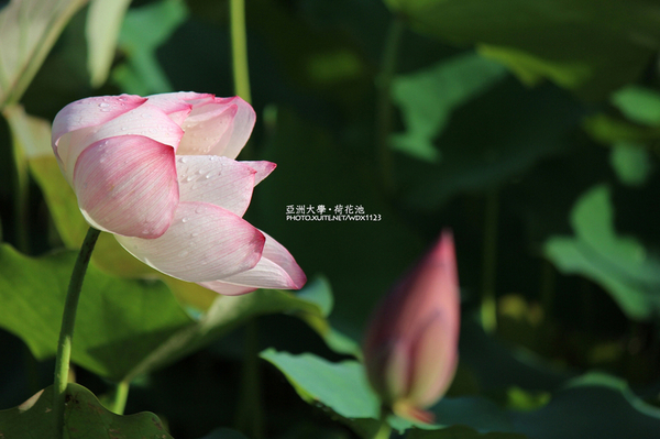 亞洲大學(ASIA UNIVERSITY):亞洲大學✪荷花池~早起的人兒拍花兒去~103.05.14&05.17