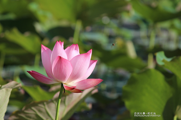 亞洲大學(ASIA UNIVERSITY):亞洲大學✪荷花池~早起的人兒拍花兒去~103.05.14&05.17