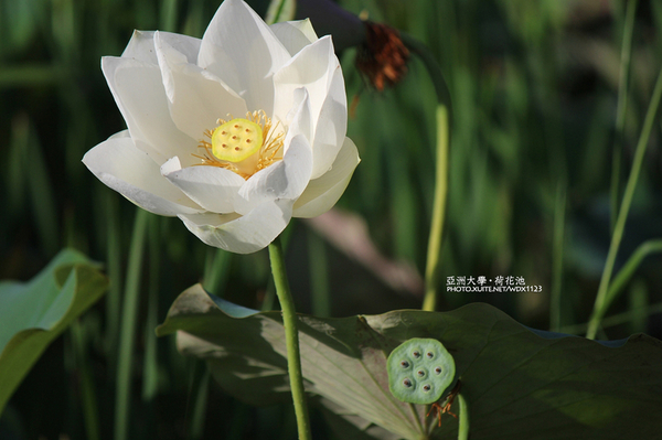 亞洲大學(ASIA UNIVERSITY):亞洲大學✪荷花池~早起的人兒拍花兒去~103.05.14&05.17