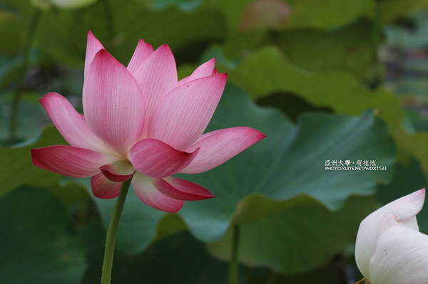 亞洲大學(ASIA UNIVERSITY):亞洲大學✪荷花池~早起的人兒拍花兒去~103.05.14&05.17