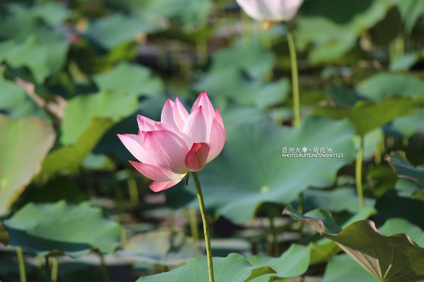 亞洲大學(ASIA UNIVERSITY):亞洲大學✪荷花池~早起的人兒拍花兒去~103.05.14&05.17