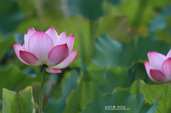 亞洲大學(ASIA UNIVERSITY):亞洲大學✪荷花池~早起的人兒拍花兒去~103.05.14&05.17