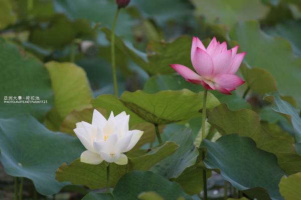 亞洲大學(ASIA UNIVERSITY):亞洲大學✪荷花池~早起的人兒拍花兒去~103.05.14&05.17
