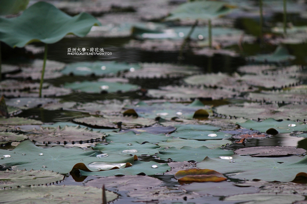 亞洲大學(ASIA UNIVERSITY):亞洲大學✪荷花池~早起的人兒拍花兒去~103.05.14&05.17