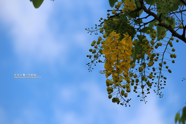 亞洲大學(ASIA UNIVERSITY):亞洲大學✪荷花池~早起的人兒拍花兒去~103.05.14&05.17