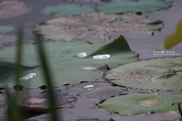 亞洲大學(ASIA UNIVERSITY):亞洲大學✪荷花池~早起的人兒拍花兒去~103.05.14&05.17