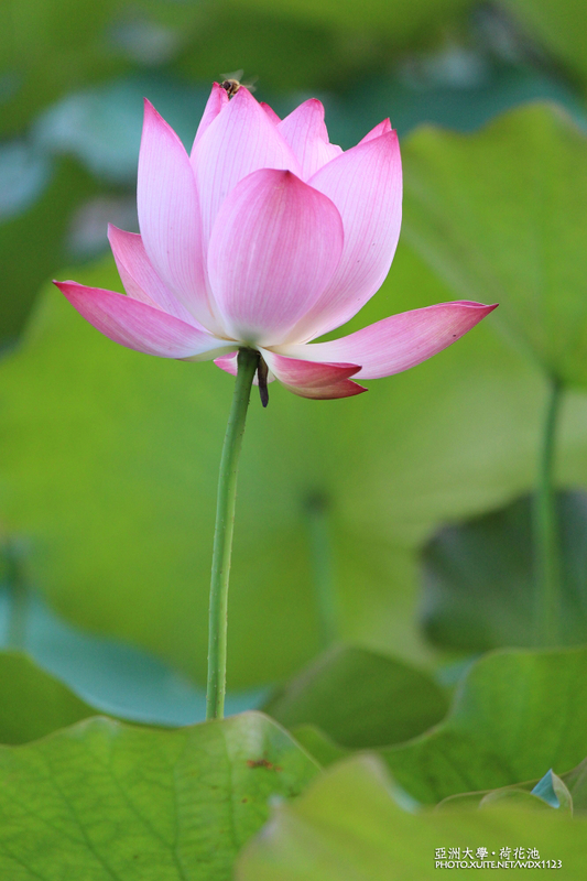 亞洲大學(ASIA UNIVERSITY):亞洲大學✪荷花池~早起的人兒拍花兒去~103.05.14&05.17