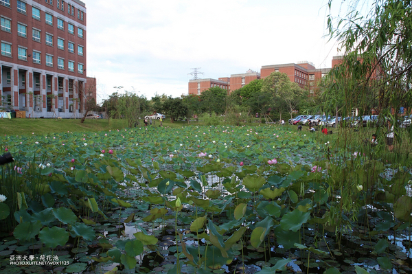 亞洲大學(ASIA UNIVERSITY):亞洲大學✪荷花池~早起的人兒拍花兒去~103.05.14&05.17
