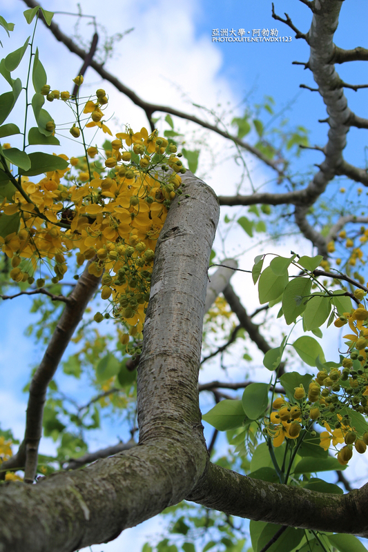 亞洲大學(ASIA UNIVERSITY):亞洲大學✪荷花池~早起的人兒拍花兒去~103.05.14&05.17