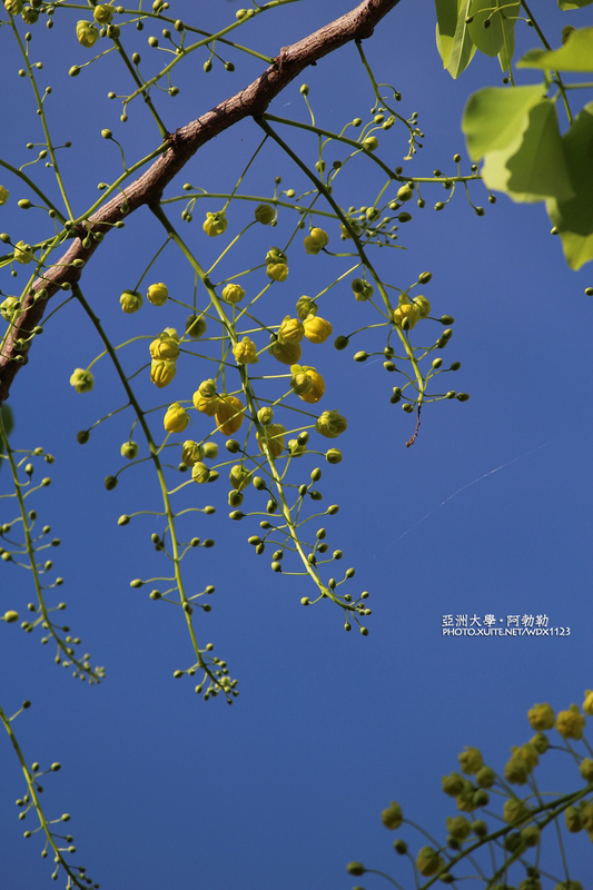 亞洲大學(ASIA UNIVERSITY):亞洲大學✪荷花池~早起的人兒拍花兒去~103.05.14&05.17