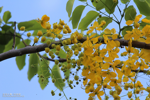 亞洲大學(ASIA UNIVERSITY):亞洲大學✪荷花池~早起的人兒拍花兒去~103.05.14&05.17