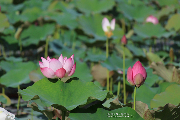 亞洲大學(ASIA UNIVERSITY):亞洲大學✪荷花池~早起的人兒拍花兒去~103.05.14&05.17