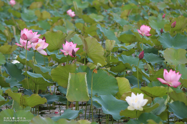 亞洲大學(ASIA UNIVERSITY):亞洲大學✪荷花池~早起的人兒拍花兒去~103.05.14&05.17