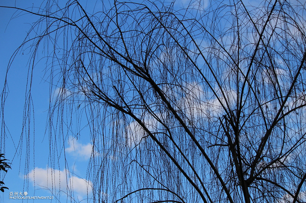 亞洲大學(ASIA UNIVERSITY):亞洲大學✪荷花池~早起的人兒拍花兒去~103.05.14&05.17