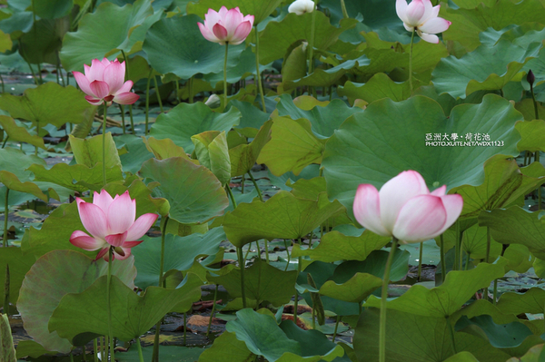 亞洲大學(ASIA UNIVERSITY):亞洲大學✪荷花池~早起的人兒拍花兒去~103.05.14&05.17