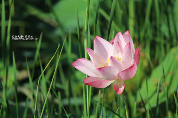 亞洲大學(ASIA UNIVERSITY):亞洲大學✪荷花池~早起的人兒拍花兒去~103.05.14&05.17