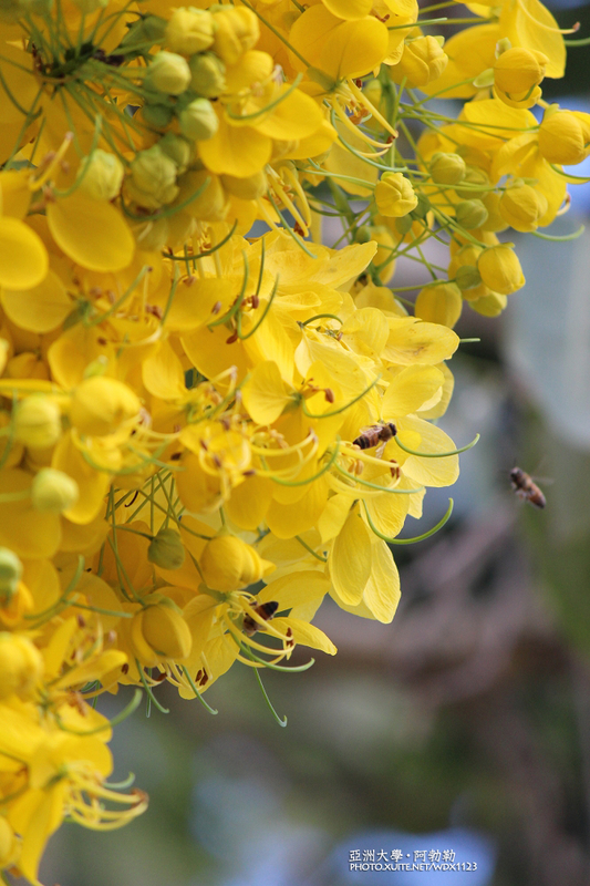 亞洲大學(ASIA UNIVERSITY):亞洲大學✪荷花池~早起的人兒拍花兒去~103.05.14&05.17