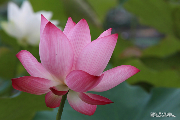 亞洲大學(ASIA UNIVERSITY):亞洲大學✪荷花池~早起的人兒拍花兒去~103.05.14&05.17