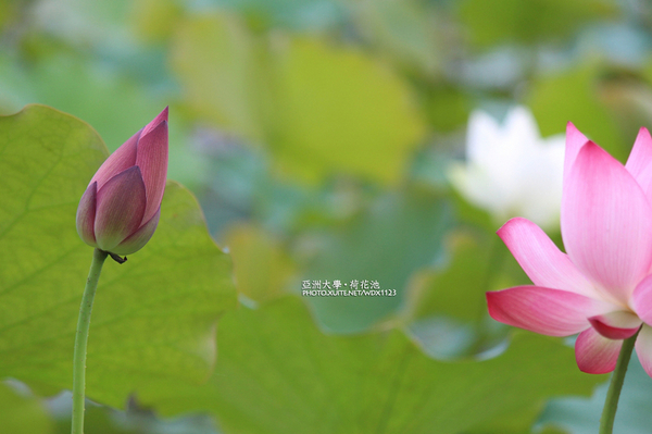 亞洲大學(ASIA UNIVERSITY):亞洲大學✪荷花池~早起的人兒拍花兒去~103.05.14&05.17