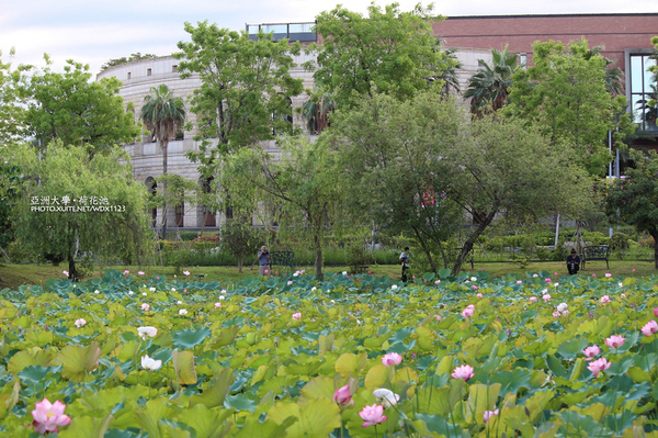 亞洲大學(ASIA UNIVERSITY):亞洲大學✪荷花池~早起的人兒拍花兒去~103.05.14&05.17