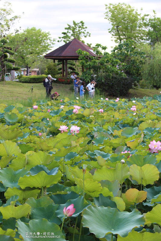 亞洲大學(ASIA UNIVERSITY):亞洲大學✪荷花池~早起的人兒拍花兒去~103.05.14&05.17