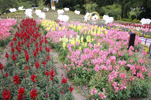清境農場-清境小瑞士花園-小小花園，大大費用