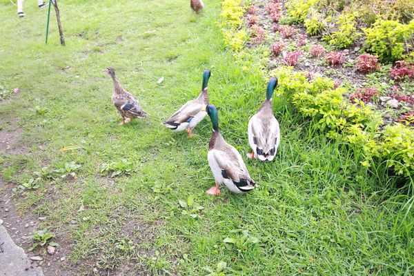 清境農場-清境小瑞士花園-小小花園，大大費用