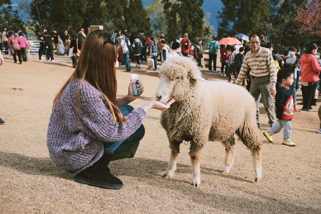 清境農場的暴走紀實