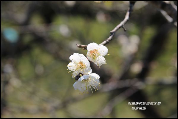 柳家梅園24.JPG