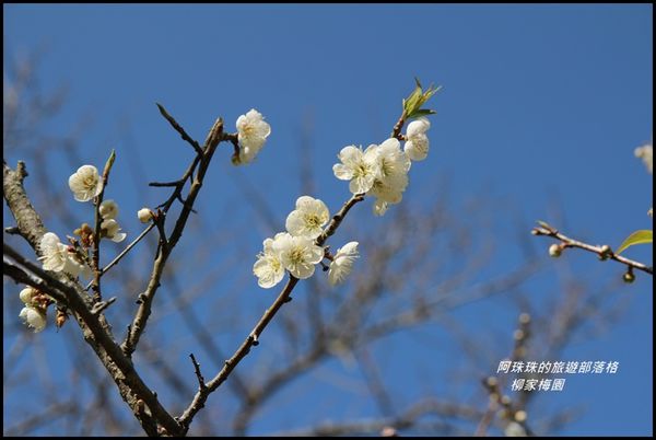 柳家梅園21.JPG