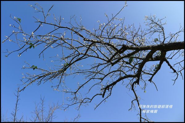 柳家梅園56.JPG