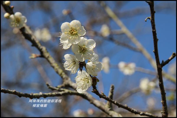 柳家梅園20.JPG