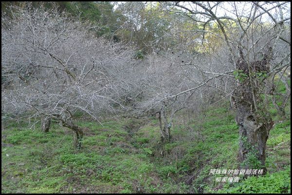 柳家梅園29.JPG