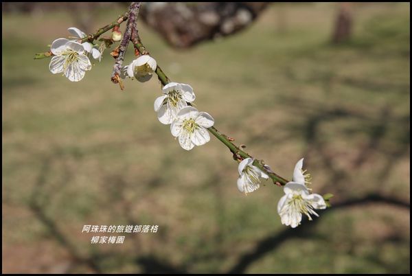 柳家梅園19.JPG
