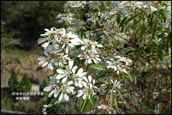 柳家梅園28.JPG