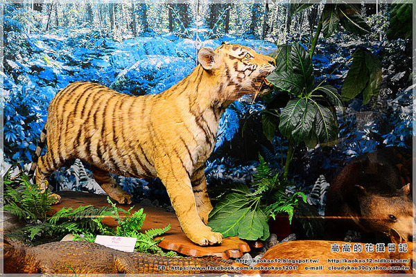 特有生物研究保育中心：【南投】集集鎮。特有生物研究保育中心