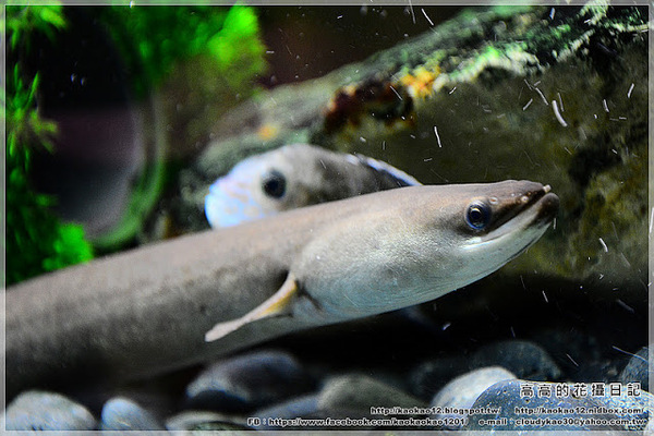 特有生物研究保育中心：【南投】集集鎮。特有生物研究保育中心