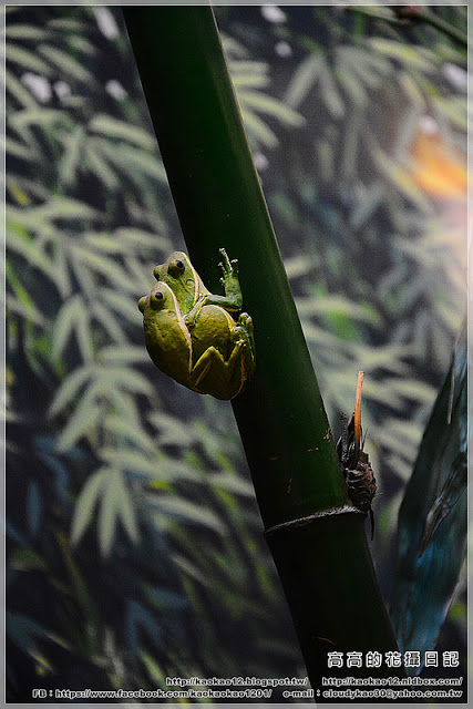 特有生物研究保育中心：【南投】集集鎮。特有生物研究保育中心