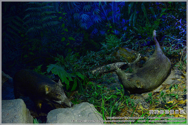 特有生物研究保育中心：【南投】集集鎮。特有生物研究保育中心
