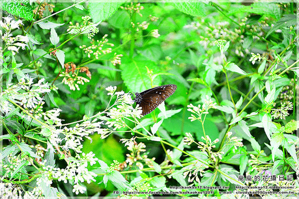 特有生物研究保育中心：【南投】集集鎮。特有生物研究保育中心