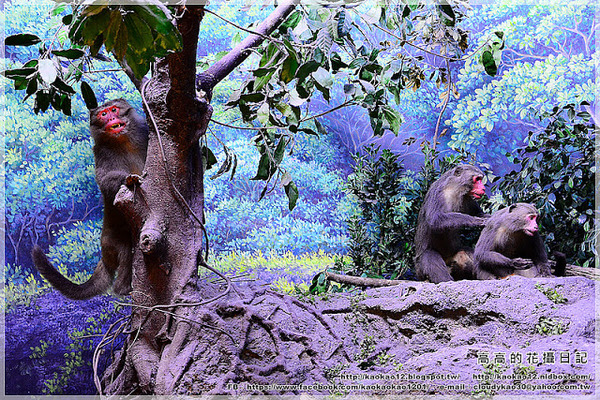 特有生物研究保育中心：【南投】集集鎮。特有生物研究保育中心