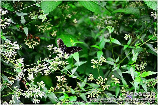 特有生物研究保育中心：【南投】集集鎮。特有生物研究保育中心