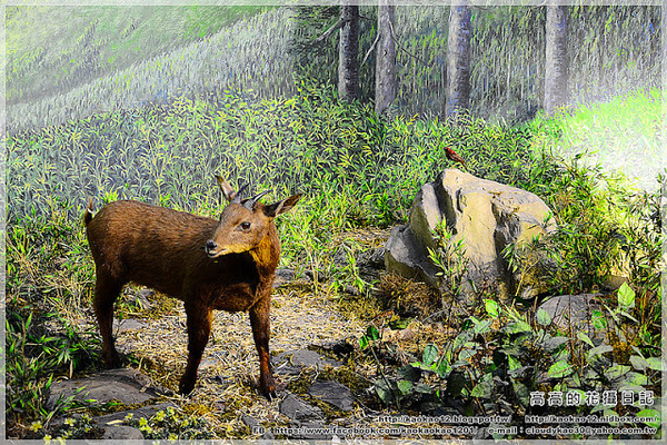 特有生物研究保育中心：【南投】集集鎮。特有生物研究保育中心