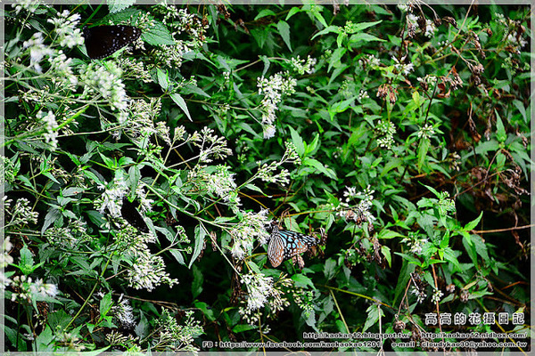 特有生物研究保育中心：【南投】集集鎮。特有生物研究保育中心