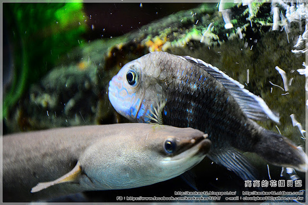 特有生物研究保育中心：【南投】集集鎮。特有生物研究保育中心