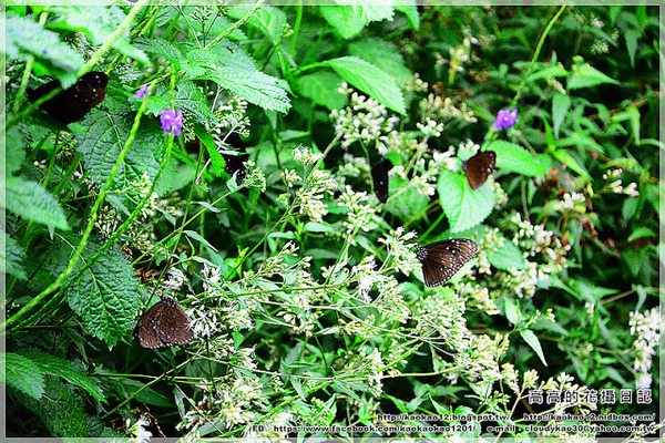 特有生物研究保育中心：【南投】集集鎮。特有生物研究保育中心