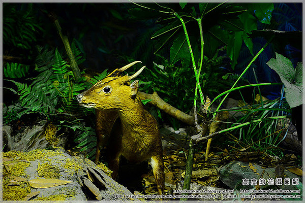 特有生物研究保育中心：【南投】集集鎮。特有生物研究保育中心