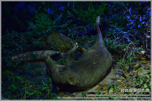 特有生物研究保育中心：【南投】集集鎮。特有生物研究保育中心